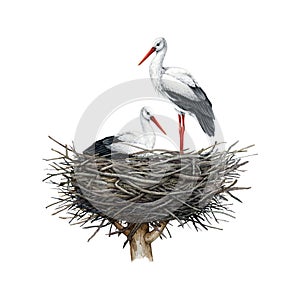 Stork bird couple in the nest. Watercolor illustration. Hand drawn white stork sit and stand in the nest. Nesting storks