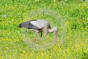 Stork bird with distinctive white and black feathers searching for food in a meadow