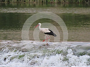 Stork bird feathers bill white black fishing photo
