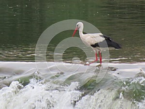 Stork bird feathers bill white black fishing photo