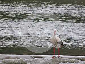 Stork bird feathers bill white black fishing photo