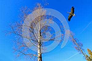 A stork bird flying near big tree against blue sky