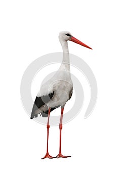 Stork