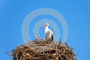 Stork bird in the nest