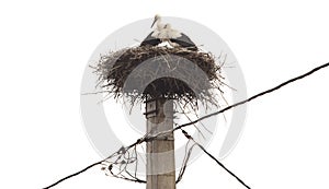 Stork bird nest on pole