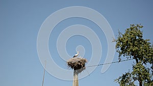 Stork bird nest pole