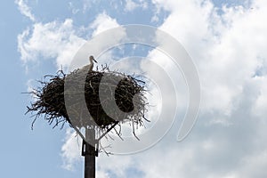 Stork bird in the nest on the street poll in town. Slovakia