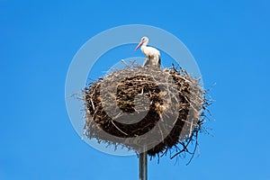 Stork bird's nest on column
