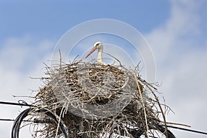 A stork bird is sitting in a nest made of twigs and branches