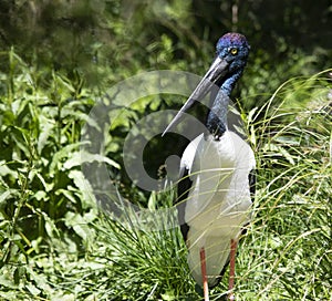 Stork bird species with rainbow colours