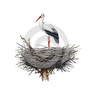 Stork bird standing in the nest. Watercolor illustration. Hand drawn realistic detailed white stork in the nest. Nesting