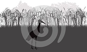 Stork bird stands in meadow among grass and weeds, plants, silhouette. Vector illustration