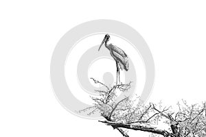 Stork bird on top of tree branches