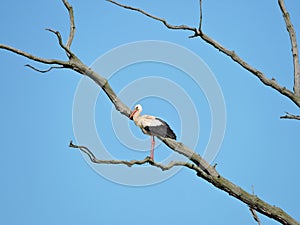 Stork bird on tree branch