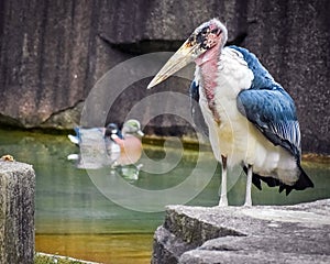 Stork Bird And Two Ducks