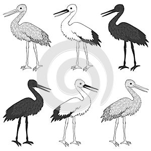Stork bird vector set