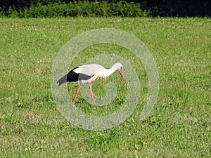 Stork bird walking in field, Lithuania
