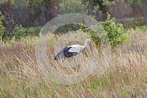 A stork bird walks across the field in search of food