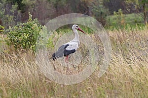 A stork bird walks across the field in search of food