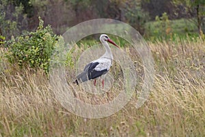 A stork bird walks across the field in search of food