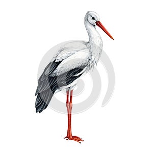 Stork bird watercolor illustration. Hand drawn Ciconia ciconia avian. Beautiful single standing European white stork