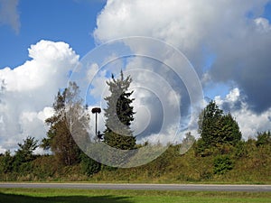 Stork birds nest and trees