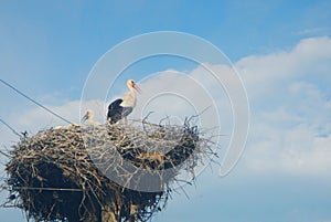 Stork birsd