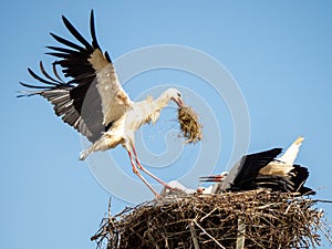Stork bringing food to their chicks