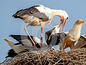 Stork bringing food to their chicks