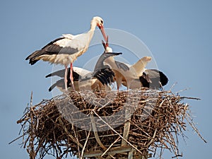 Stork bringing food to their chicks