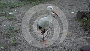 The stork with broken wing carful walks through the aviary. Kiev zoo. Kiev Ukraine. Prores 422