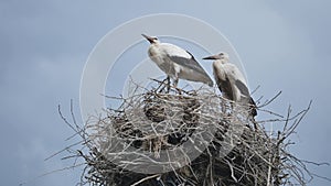 Stork builds a nest of twigs