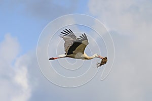 Stork carrying material for nest on a background cloudy sky