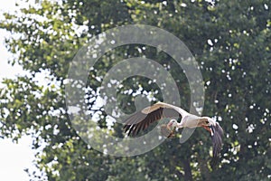 Stork carrying material for nest on a background of trees