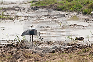 Stork caught a frog