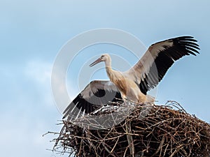 Stork chick making flight excercises