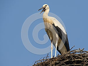 Stork chick waiting in the nest