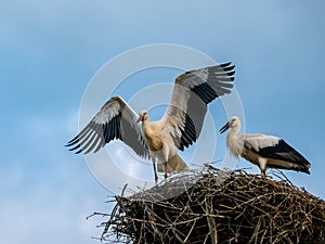 Stork chicks making flight excercises