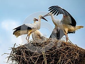 Stork chicks making flight excercises