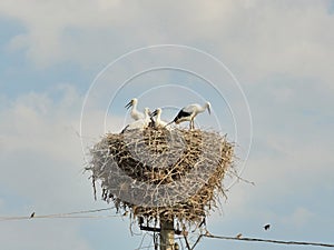 Stork chicks in the nest
