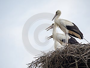 Stork chicks waiting in the nest