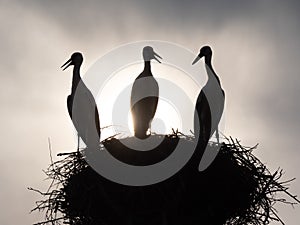 Stork chicks waiting in the nest