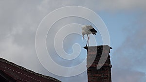 Stork on Chimney, Bird on House Horn at Countryside, Rustic View, Wildlife Animals in Natural Environment