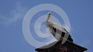 Stork on Chimney, Bird on House Horn at Countryside, Rustic View, Wildlife Animals in Natural Environment