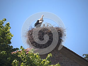 Stork on Church at Skala Kalloni Lesvos Greece