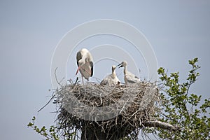 Stork,  Ciconia ciconia, baby delivery
