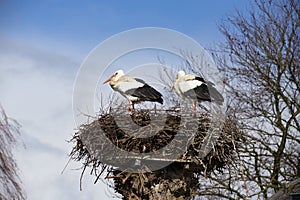 Stork,  Ciconia ciconia, baby delivery