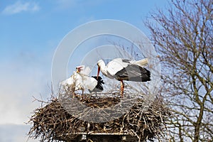 Stork,  Ciconia ciconia, baby delivery