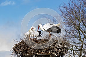 Stork,  Ciconia ciconia, baby delivery