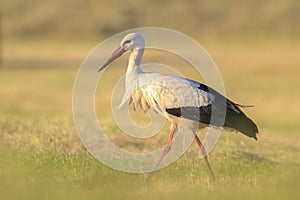 Stork, Ciconia ciconia, foraging in grass